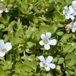 Bacopa monnieri