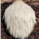 _Lion’s Mane Mushroom