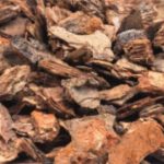 Pine Bark Extract